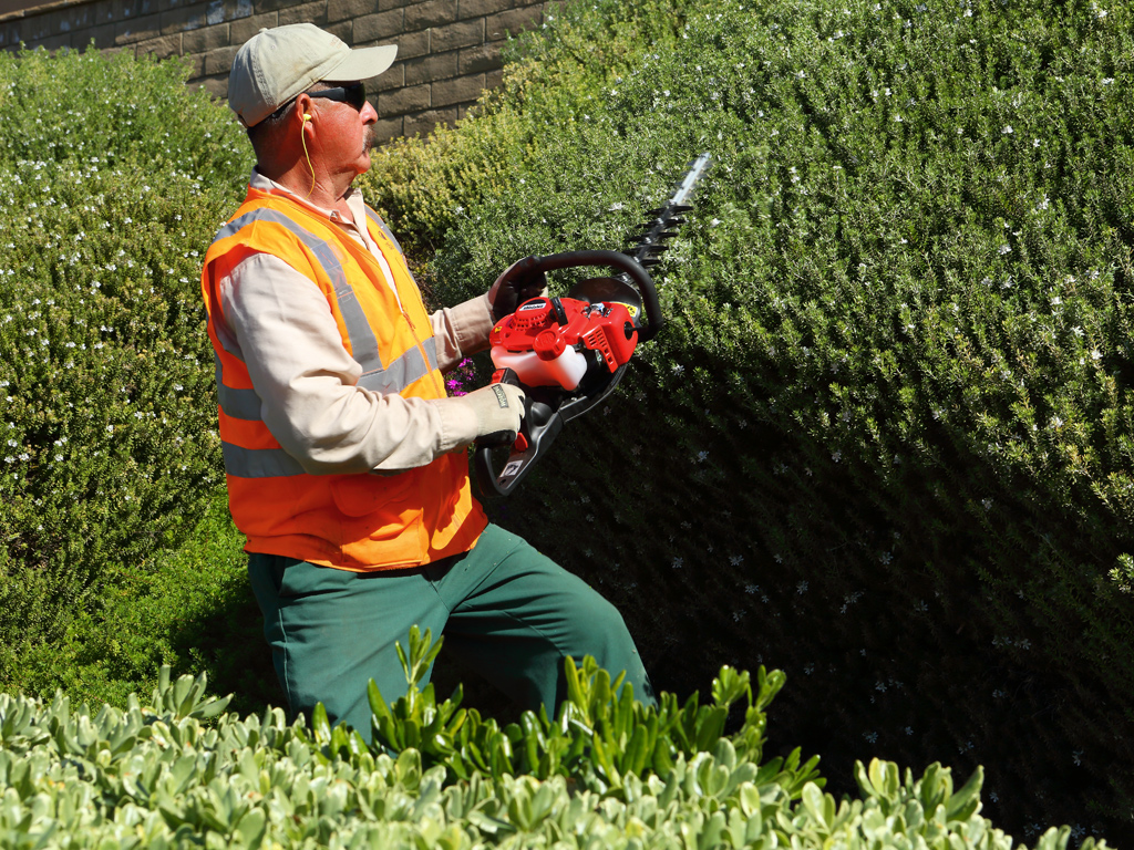 shindaiwa hedge trimmer