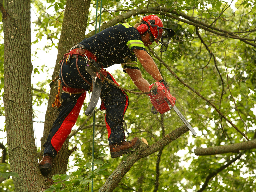 shindaiwa chain saw